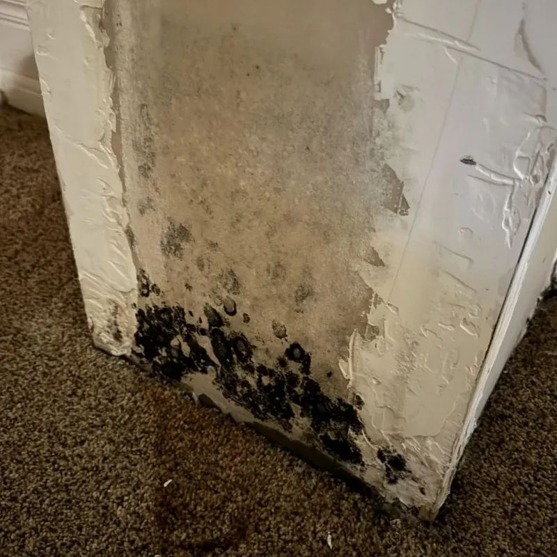 Professional Mold Removal in Odessa, MO